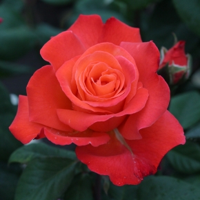 Колумб,2002